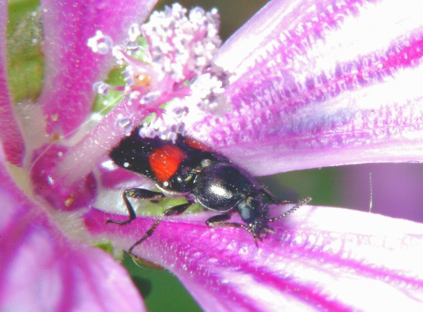 Api, malva e insetto rossonero